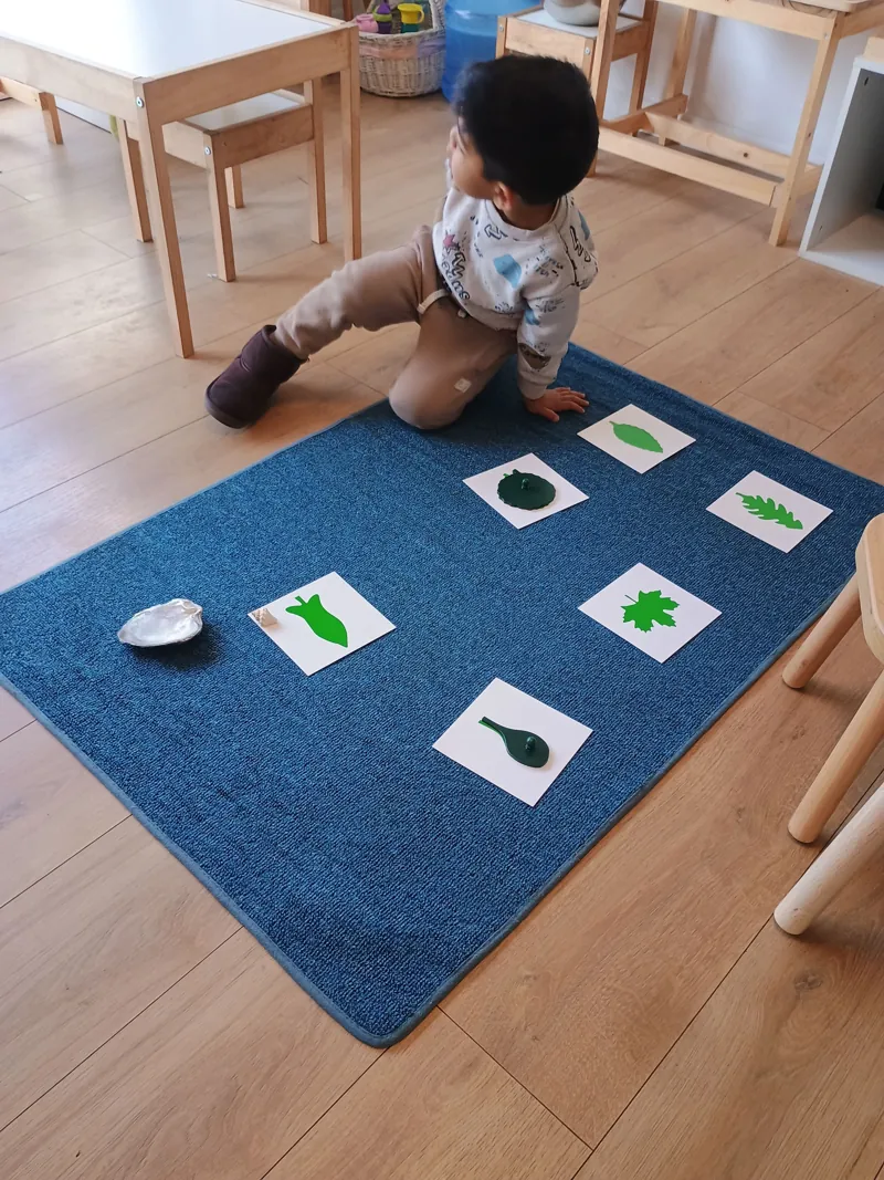 Un niño observa tarjetas con distintas formas de hojas en Aurora.